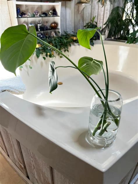 monstera water meter